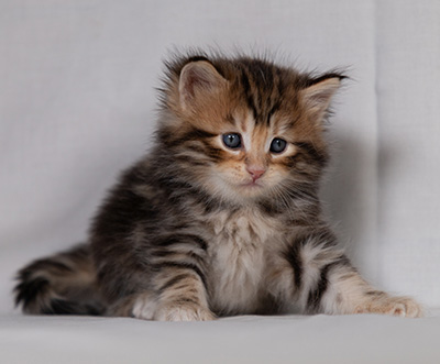 Bo-Goran - 4 weeks old
