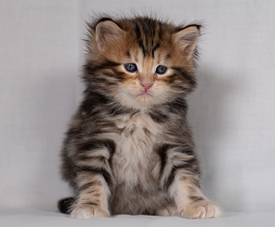 Bo-Goran - 4 weeks old