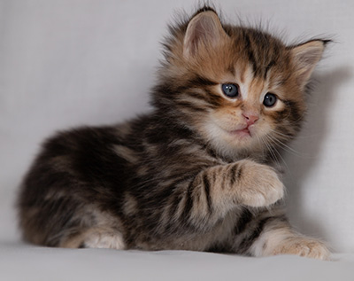 Bo-Goran - 4 weeks old