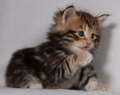 Bo-Goran - 4 weeks old