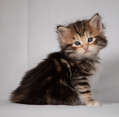 Bo-Goran - 4 weeks old