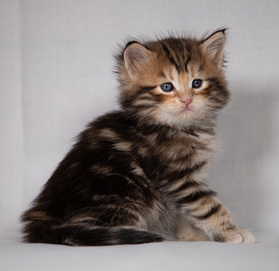 Bo-Goran - 4 weeks old