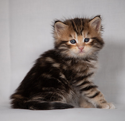 Bo-Goran - 4 weeks old