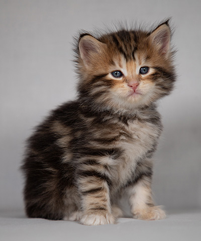 Bo-Goran - 4 weeks old