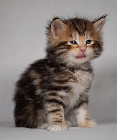 Bo-Goran - 4 weeks old