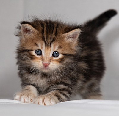 Bo-Goran - 4 weeks old