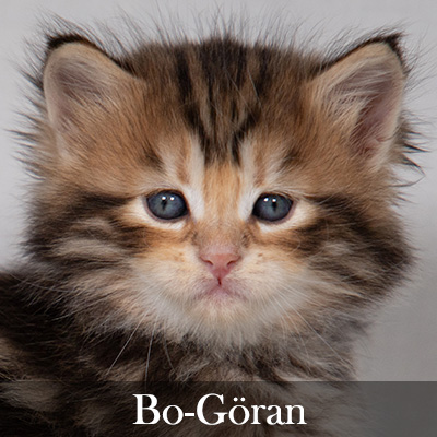 Bo-Göran