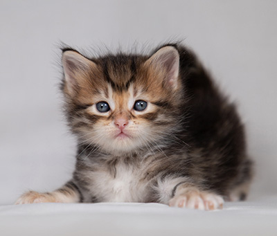 Bo-Kenneth - 4 weeks old