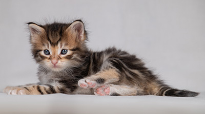 Bo-Kenneth - 4 weeks old