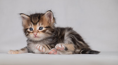 Bo-Kenneth - 4 weeks old