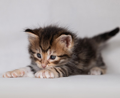 Bo-Kenneth - 4 weeks old
