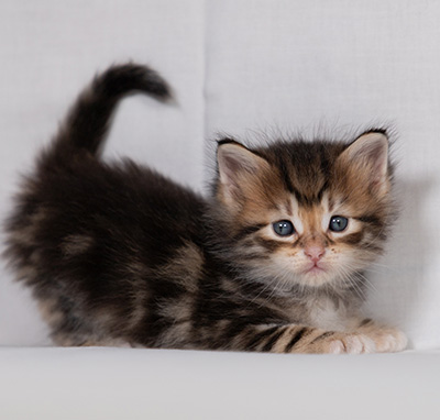 Bo-Kenneth - 4 weeks old