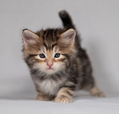 Bo-Lennart - 4 weeks old