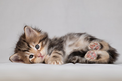 Bo-Lennart - 4 weeks old