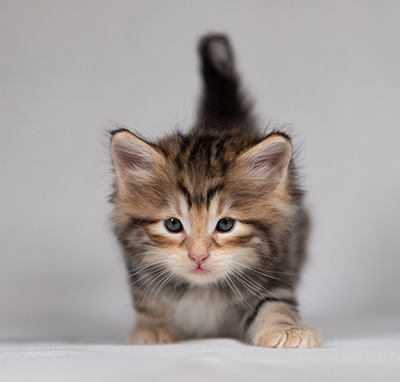 Bo-Lennart - 4 weeks old