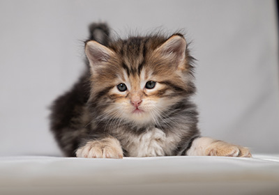 Bo-Lennart - 4 weeks old