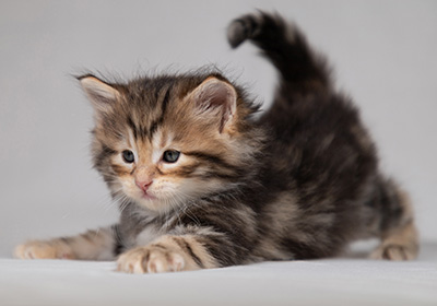 Bo-Lennart - 4 weeks old