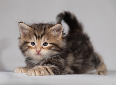 Bo-Lennart - 4 weeks old