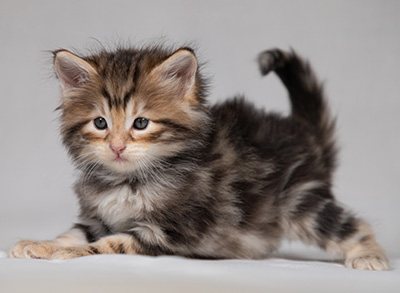 Bo-Lennart - 4 weeks old