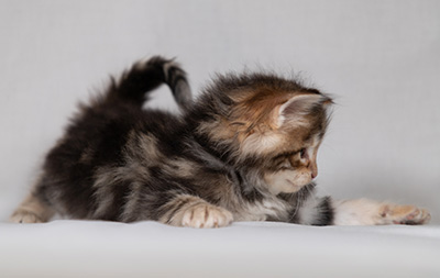 Bo-Lennart - 4 weeks old