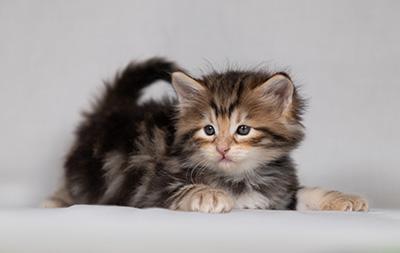 Bo-Lennart - 4 weeks old