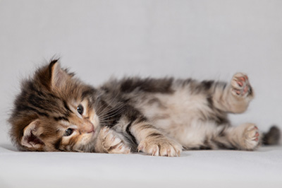 Bo-Lennart - 4 weeks old