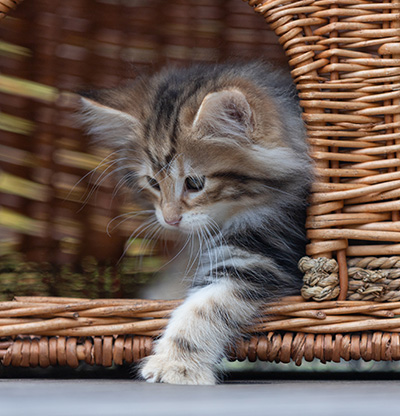 Bo-Lennart - 8 Wochen alt