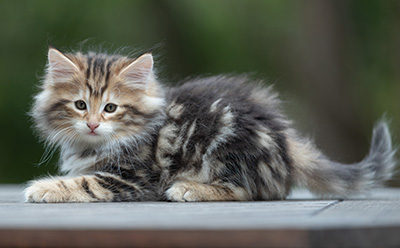 Bo-Lennart - 8 Wochen alt