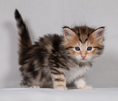 Bo-Ragnar - 4 weeks old