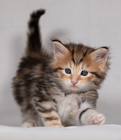Bo-Ragnar - 4 weeks old