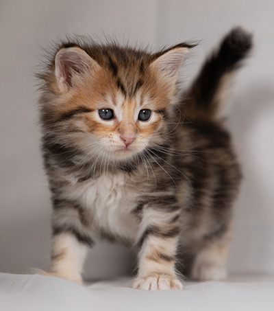 Bo-Ragnar - 4 weeks old
