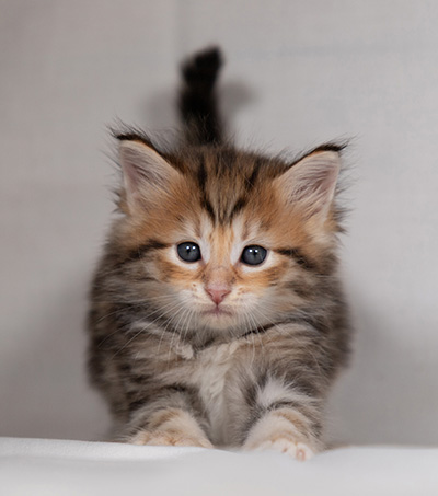 Bo-Ragnar - 4 weeks old