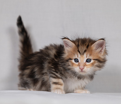 Bo-Ragnar - 4 weeks old
