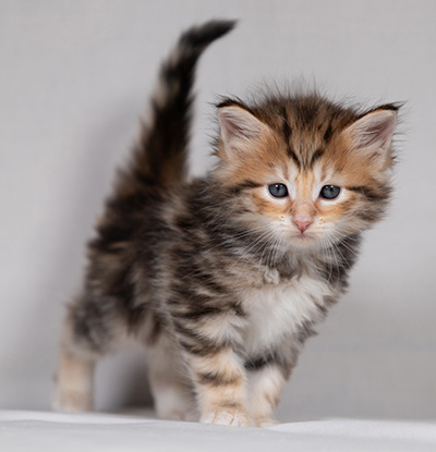 Bo-Ragnar - 4 weeks old