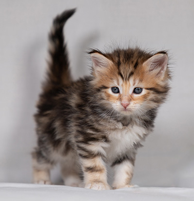 Bo-Ragnar - 4 weeks old