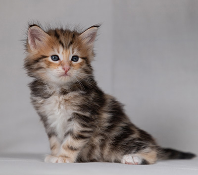 Bo-Ragnar - 4 weeks old
