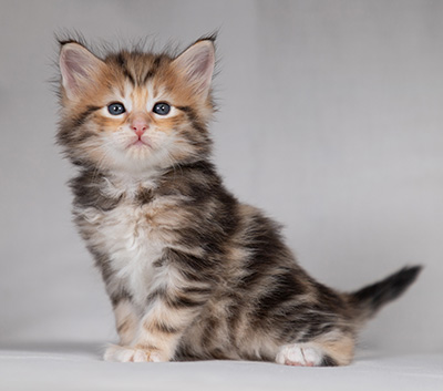 Bo-Ragnar - 4 weeks old