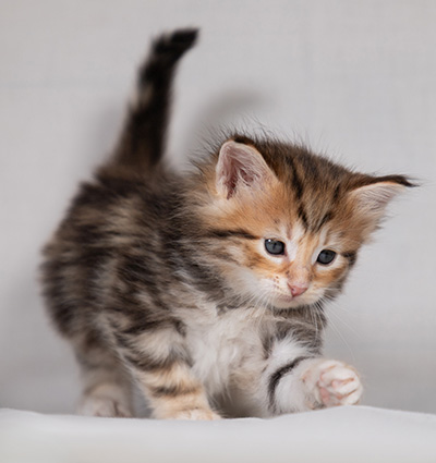 Bo-Ragnar - 4 weeks old