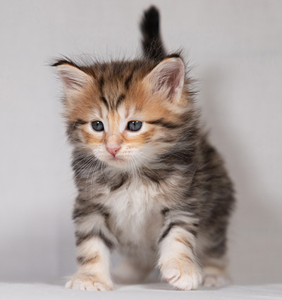 Bo-Ragnar - 4 weeks old