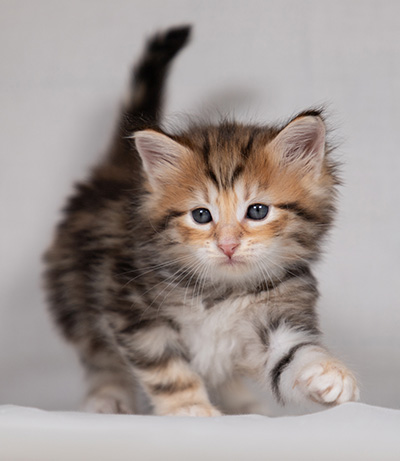 Bo-Ragnar - 4 weeks old