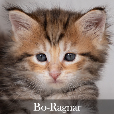Bo-Ragnar
