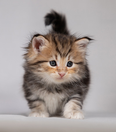 Borghild - 4 weeks old