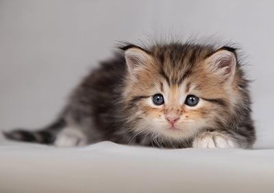 Borghild - 4 weeks old