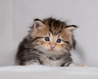 Borghild - 4 weeks old