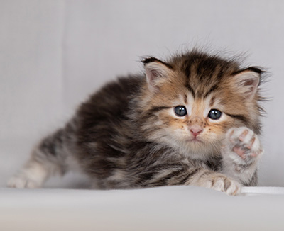 Borghild - 4 weeks old