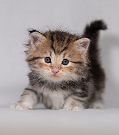 Borghild - 4 weeks old