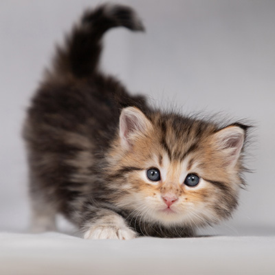 Borghild - 4 weeks old