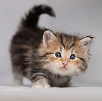Borghild - 4 weeks old