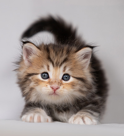 Borghild - 4 weeks old