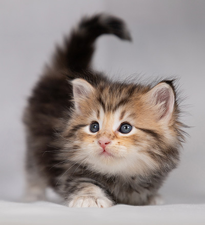 Borghild - 4 weeks old